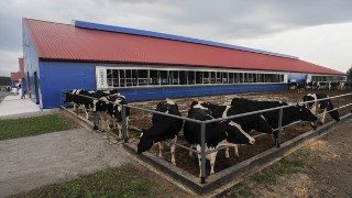 Строительство коровников в Набережных Челнах