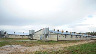 Строительство зданий для свинарников