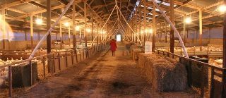 Строительство птичников