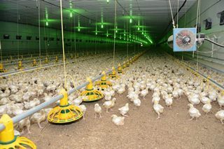 Фото Строительство курятников в Набережных Челнах